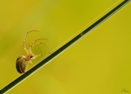 2014-10-24 / olive76
olive76    [ Macro et proxi-photo ]
