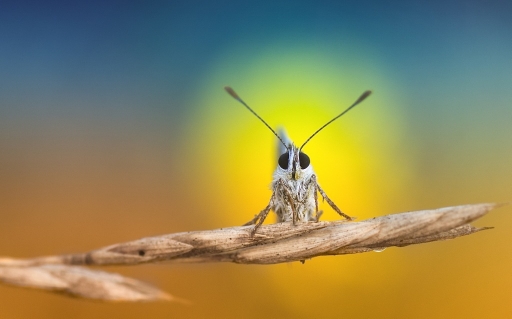 2014-11-08 / olilignan 
olilignan   [ Macro et proxi-photo ]
