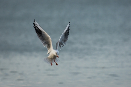2014-12-13 / christiandre
christiandre   [ Faune sauvage ]
