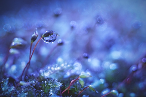 2015-11-14 / olilignan 
olilignan  [ Macro- et proxiphotographie nature ]
