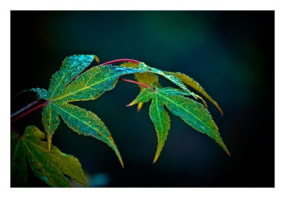 2008-10-02 / GregDeMons
par : GregDeMons (Vos series / Matin d'automne)
