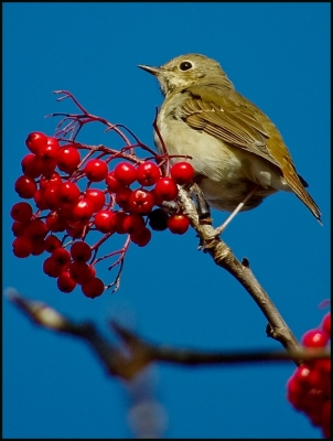2008-10-23 / Pixel
par : Pixel  [ Faune sauvage ]
