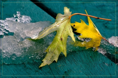 2008-11-13 / Pixel
par : Pixel    [ Arbres / Forets / Vegetation]
