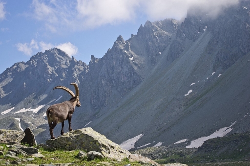 2014-05-24 / sylve
sylve   [ Faune sauvage ]
