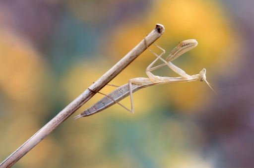 2014-07-31 / olilignan 
olilignan   [ Macro et proxi-photo ]
