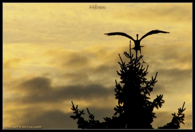 2010-01-28 / marc_delamain
Par : marc_delamain   [ Faune sauvage ] 
