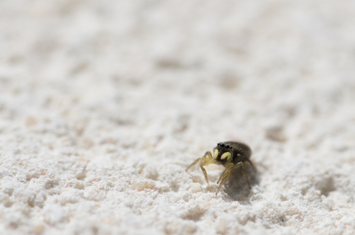 2014-03-20 / Choupinou
Choupinou    [ Macro et proxi-photo ] 
