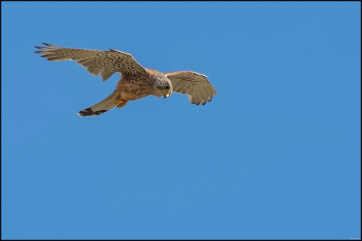 2014-08-19 / Mickmac
Mickmac  [ Faune sauvage ]
