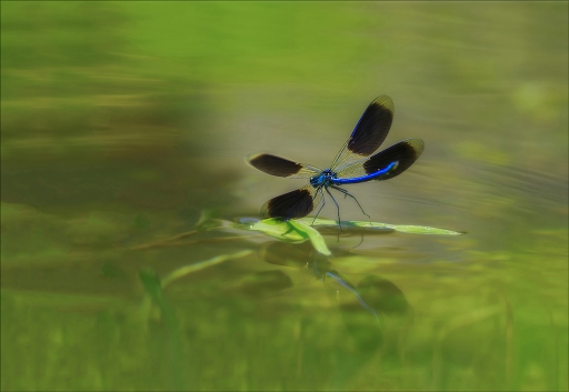 2014-09-23 / Kobaia
Kobaia   [ Macro et proxi-photo ]
