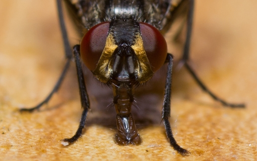 Octobre 2012 - Phoenix1366 
Octobre 2012 - Phoenix1366 
