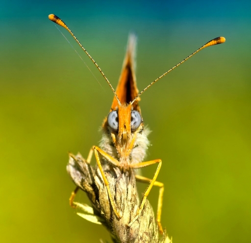2014-08-22 / olilignan
olilignan    [ Macro et proxi-photo ]
