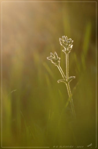 2014-04-17 / torr penn
torr penn   [ Fleurs ]
