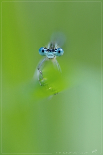 2014-08-04 / torr penn
torr penn  [ Macro et proxi-photo ]
