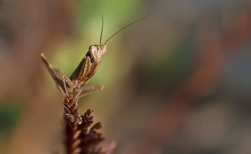 Juillet 2012 - dedales
Juillet 2012 - dedales
