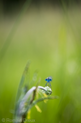 2014-06-12 / romain31 
romain31     [ Macro et proxi-photo ]
