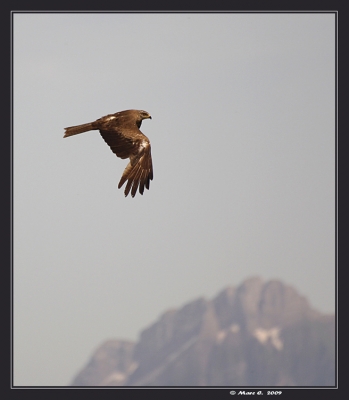 2009-06-18 / randos74
Par : randos74  [ Faune sauvage ]
