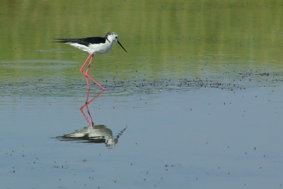 2010-07-01  : egoteabs
Par : egoteabs   [ Faune sauvage ]
