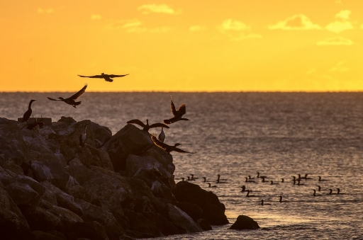 2013-02-14 /olilignan 
olilignan   [ Faune sauvage ]
