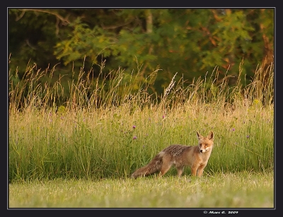 2009-07-02 / randos74
Par : randos74    [ Faune sauvage ] 
