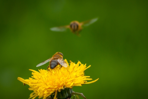 2013-09-26 / Cachar
Cachar   [ Macro et proxi-photo ]
