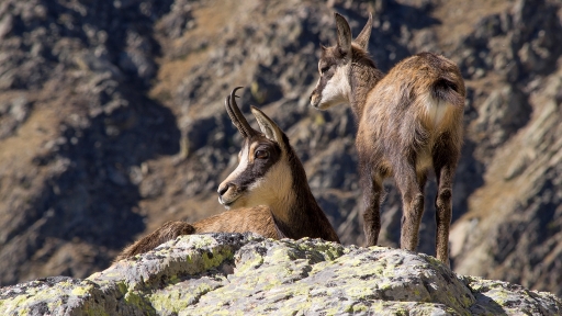 2012-10-11 / jp49
Par :  jp49   [ Faune sauvage ]
