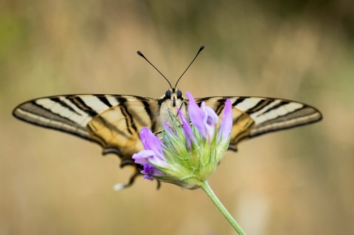 2013-07-26 / olilignan
olilignan  [ Macro et proxi-photo ]
