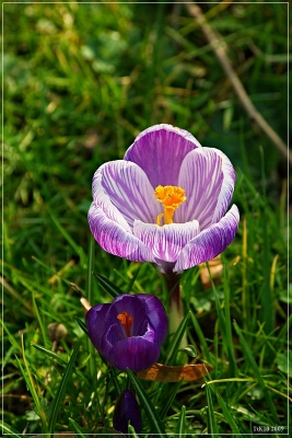 2009-02-26 / ToutenK10
Par : ToutenK10   [ Fleurs ]

