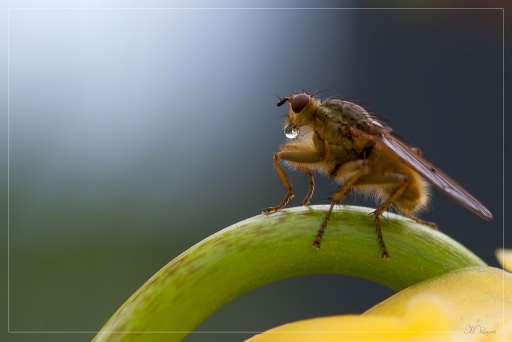 Juin 2012 - Irish _mike
Juin 2012 - Irish _mike
