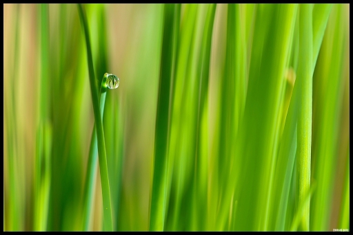 Mars 2012 - Zorus
Mars 2012 - Zorus
