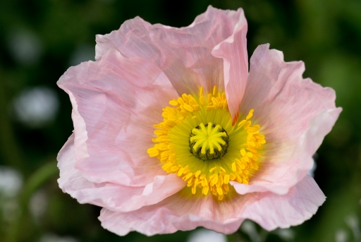 2012-02-09 / miczfr
Par : miczfr     [Fleurs]  
