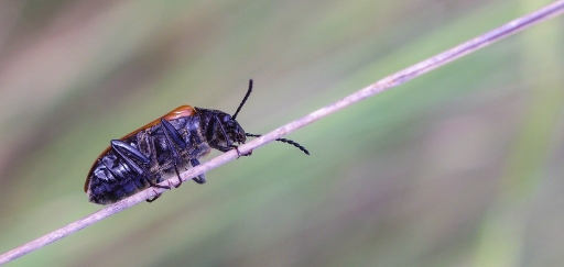 Juin 2012 - ollilignan 
Juin 2012 - ollilignan 
