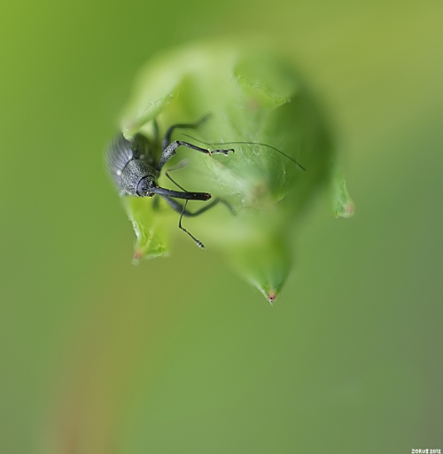 Mai 2012 - Zorus
Mai 2012 - Zorus 
