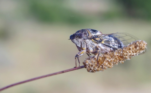2012-06-28 / olilignan 
Par : olilignan  [ Macro et proxi-photo ]
