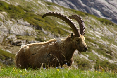 2009-06-11 / pierrot73210
Par : pierrot73210  Vos series - Au Col de la Vanoise
