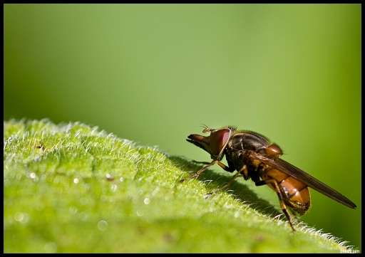 2011-09-22 / zorus.org
Par : zorus.org    [ Macro et proxi-photo ]
