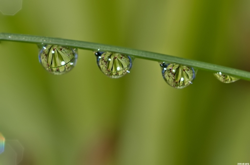 Décembre 2012 - Zorus
Decembre 2012 - Zorus
