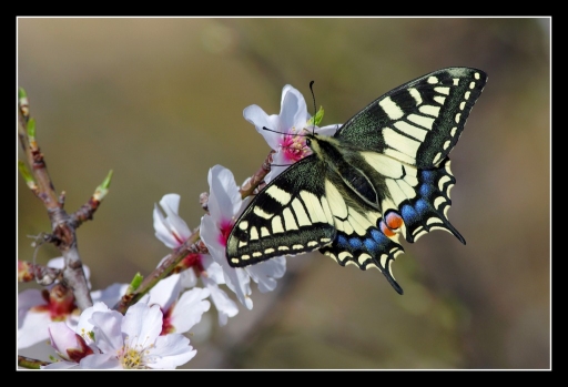 2012-03-15 / olilignan 
Par : olilignan  [ Macro et proxi-photo ]
