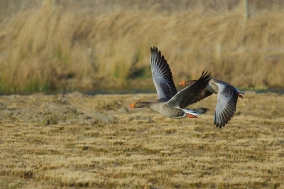 2010-03-11  / jacquo 
Par : jacquo    [ Faune sauvage ]
