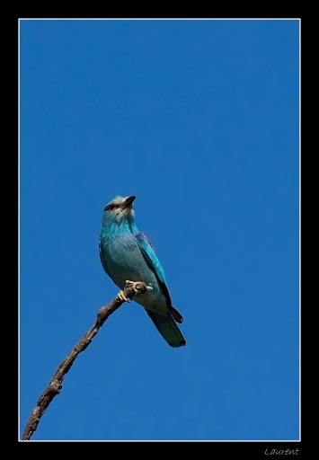 2012-07-12 / lolo26
Par : lolo26      [ Faune sauvage ]
