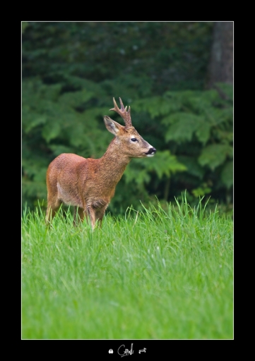 2011-08-01 / NeroPsylo
Par : NeroPsylo   [ Faune sauvage ]
