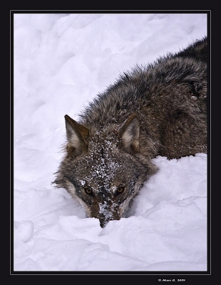 2010-01-14 / randos74  
Par : randos74   [ Zoo & parcs animaliers ] 
