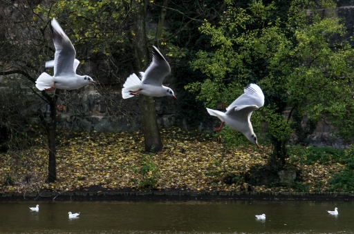 2012-11-29 / miczfr
Par : miczfr   [Faune sauvage]  
