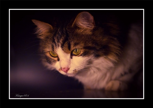 2012-08-30 / kangoo974
Par : kangoo974  [ Animaux de compagnie ]
