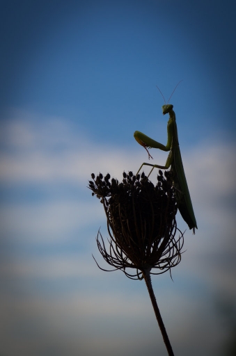 Octobre 2012 - olilignan
Octobre 2012 - olilignan
