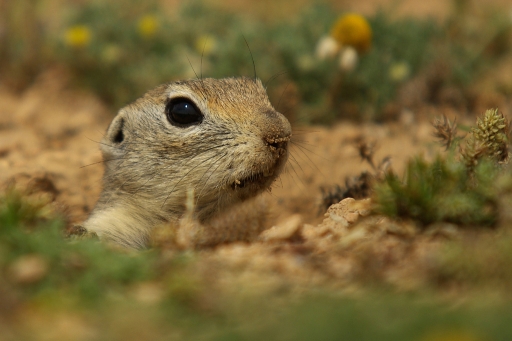 2011-12-22 / david81
Par : david81 [Faune sauvage] 
