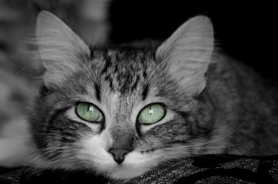 2010-02-04 / Santa Primavera
Par : Santa Primavera  [ Animaux de compagnie ] 
