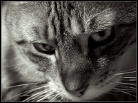 Nom du fichier=100407094134264983.jpg
Taille du fichier=198Ko
Dimensions : 793x593
Ajouté le : 07 Avril 2010 100407094134264983.jpg