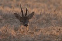 Nom du fichier=10071410.jpg
Taille du fichier=63Ko
Dimensions : 800x531
Ajouté le : 28 Juillet 2010 10071410.jpg