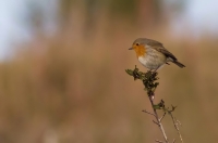 Nom du fichier=1262856859_51.jpg
Taille du fichier=186Ko
Dimensions : 800x530
Ajouté le : 06 Janvier 2010 1262856859_51.jpg