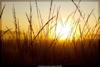 Nom du fichier=imgp4234.jpg
Taille du fichier=103Ko
Dimensions : 800x534
Ajouté le : 08 Juillet 2009 imgp4234.jpg